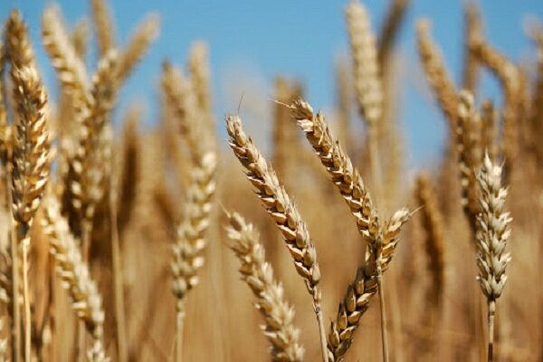 خرید گندم از کشاورزان فارس از مرز ۵۵۰هزار تن گذشت