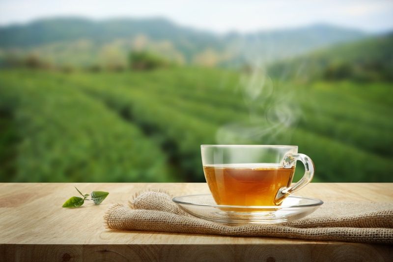 خشک کردن 25 تن چای سبز برای تولید دارو
